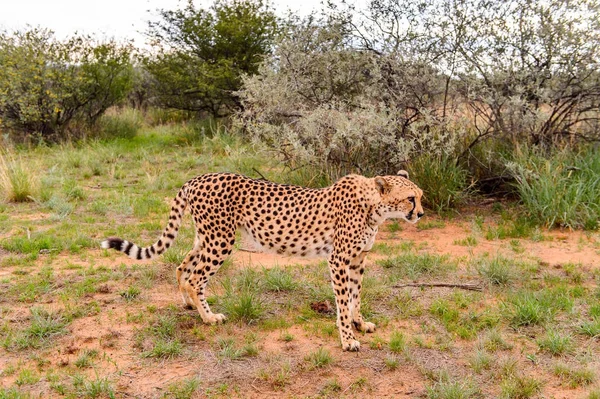 Guépard Naankuse Wildlife Sanctuary Namibie Afrique — Photo