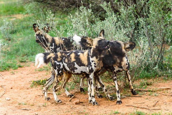 Cão Selvagem Retrato Leoa Santuário Vida Selvagem Naankuse Namíbia África Fotos De Bancos De Imagens