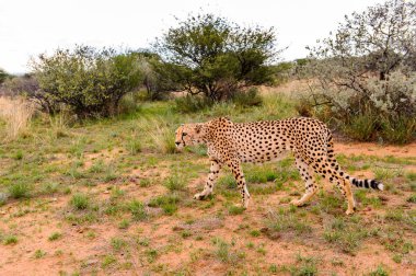 Çita, Naankuse Vahşi Yaşam Sığınağı, Namibya, Afrika