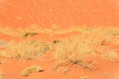 Namibya çölü güzel manzara, Sossuvlei, Afrika.