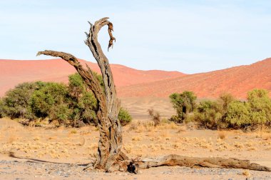 Ölü Akasya erioloba ölü Vlei (Dead Valley), Namibya Çölü, Afrika