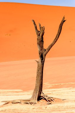Ölü Akasya erioloba ölü Vlei (Dead Valley), Namibya Çölü, Afrika