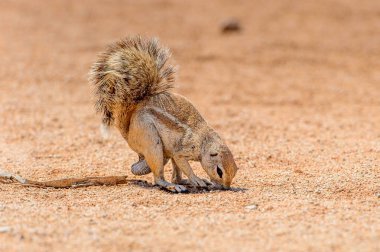 Namibya Meerkat yakın görünümü