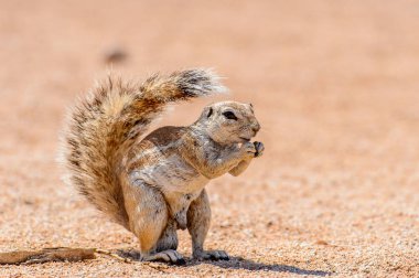 Meerkat (Suricate) Namibya bir fındık yiyor