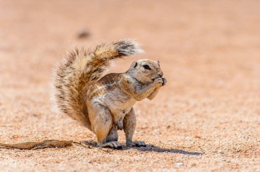 Meerkat (Suricate) Namibya bir fındık yiyor