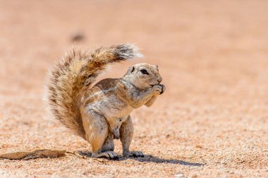 Meerkat (Suricate) Namibya bir fındık yiyor