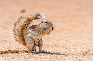 Meerkat (Suricate) Namibya bir fındık yiyor