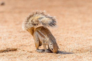 Namibya Meerkat yakın görünümü