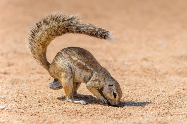 Namibya'da bir Meerkat'ın kapatılması