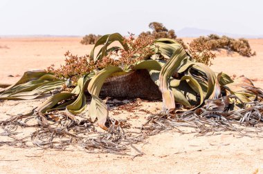 Welwitschia Mirabilis (yaşayan fosil), Taşlaşmış orman, Namibya