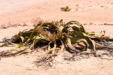 Welwitschia Mirabilis (yaşayan fosil), Taşlaşmış orman, Namibya