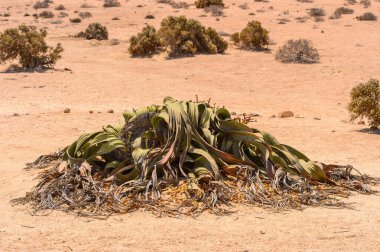 Welwitschia Mirabilis (yaşayan fosil), Taşlaşmış orman, Namibya
