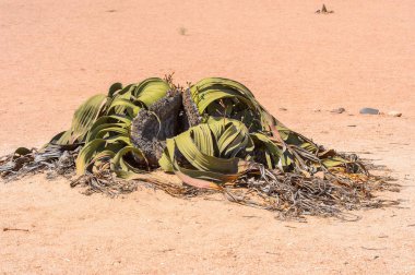 Welwitschia Mirabilis (yaşayan fosil), Taşlaşmış orman, Namibya