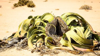 Welwitschia Mirabilis (yaşayan fosil), Taşlaşmış orman, Namibya