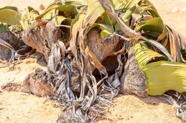 Welwitschia Mirabilis (yaşayan fosil), Taşlaşmış orman, Namibya