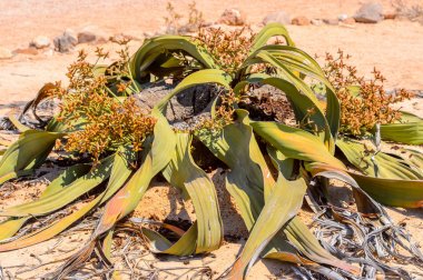 Welwitschia Mirabilis (yaşayan fosil), Taşlaşmış orman, Namibya