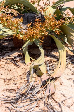 Welwitschia Mirabilis (yaşayan fosil), Taşlaşmış orman, Namibya