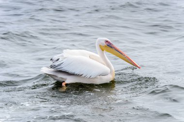 Pelikan, Walvis Körfezi, Namibya