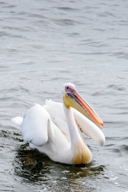 Pelikan, Walvis Körfezi, Namibya