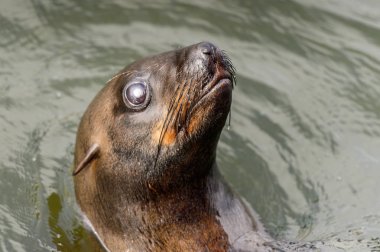 Atlantik okyanusunda yüzen deniz aslanı, Walvis Körfezi, Namibya