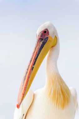 Sevimli Pelikan, Walvis Körfezi, Namibya