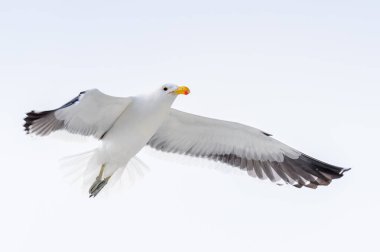Walvis Körfezi Albatrosları, Namibya