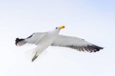 Walvis Körfezi Albatrosları, Namibya