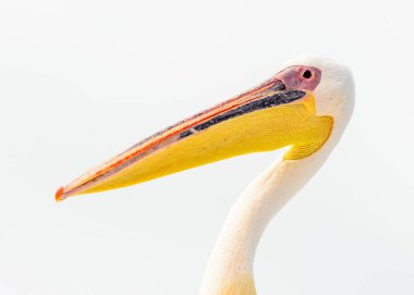 Namibya pelikan yakın görünümü