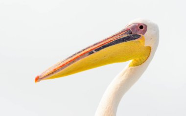 Namibya pelikan yakın görünümü