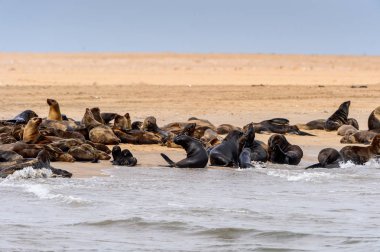 Atlas Okyanusu kıyısındaki deniz aslanları grubu, Namibya