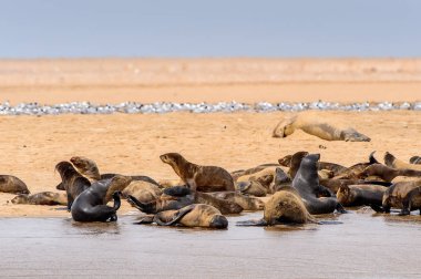 Atlas Okyanusu kıyısındaki deniz aslanları grubu, Namibya