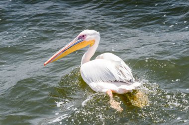 Pelikan, Walvis Körfezi, Namibya