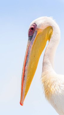 Pelikan, Walvis Körfezi, Namibya