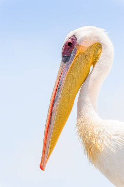 Pelikan, Walvis Körfezi, Namibya