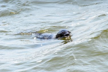 Okyanusta yüzen deniz aslanı, Walvis Körfezi, Namibya