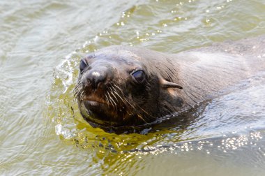 Okyanusta yüzen deniz aslanı, Walvis Körfezi, Namibya