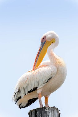 Pelikan yakın çekim, Walvis Bay, Namibya