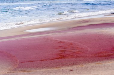 Namib-Naukluft Ulusal Parkı'ndaki Atlantik Okyanusu kıyısı, Namibya