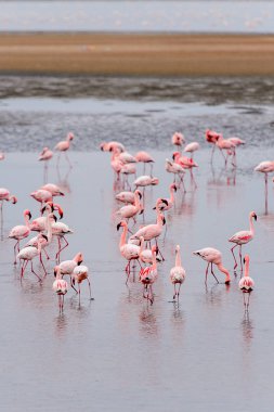 pembe flamingolar sürü