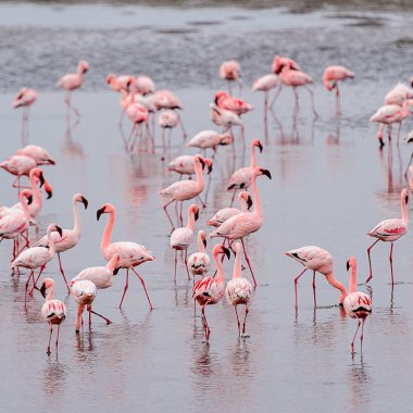 pembe flamingolar sürü