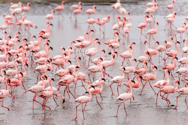 pembe flamingolar sürü