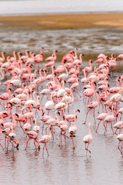 pembe flamingolar sürü