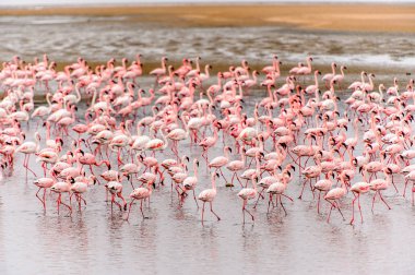 pembe flamingolar sürü