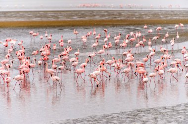 pembe flamingolar sürü