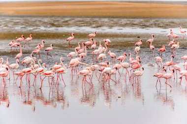 pembe flamingolar sürü