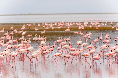 pembe flamingolar sürü