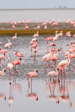 pembe flamingolar sürü