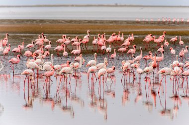 pembe flamingolar sürü