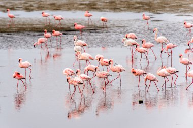 pembe flamingolar sürü