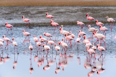 pembe flamingolar sürü